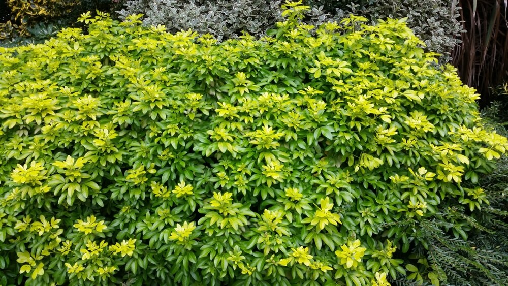 The Choisya 'Sundance' 15cm Pot features dense green foliage with small yellow leaves, making it a striking addition to any garden setting.