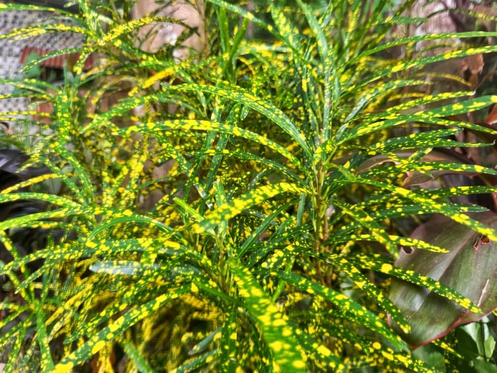 Codiaeum 'Gold Dust' 8" Pot