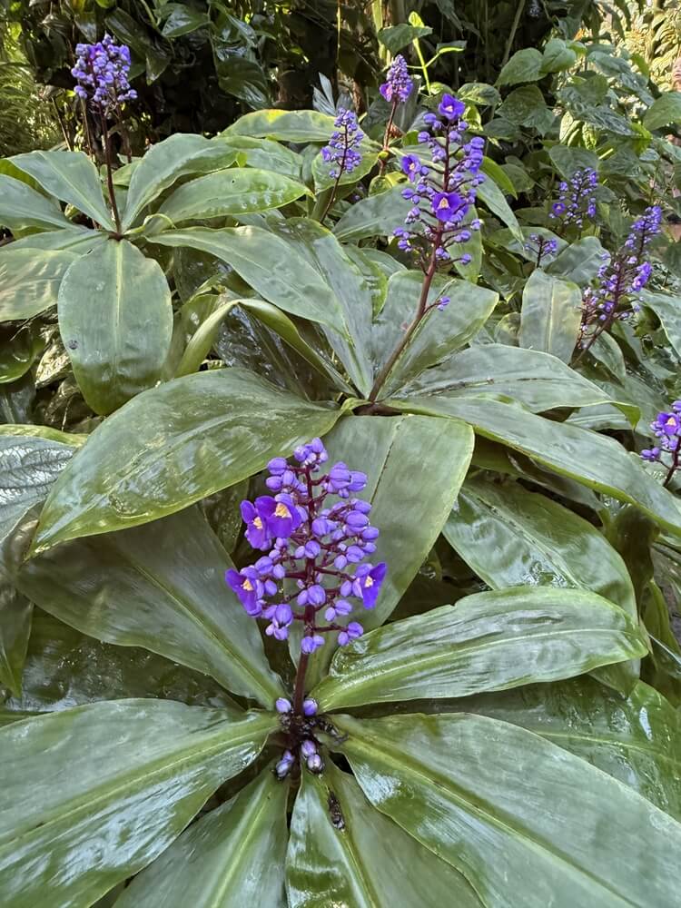Broad green leaves and clusters of small purple-blue flowers grow densely in a lush garden, featuring the vibrant Dichorisandra 'Blue Ginger' in a 20cm pot.