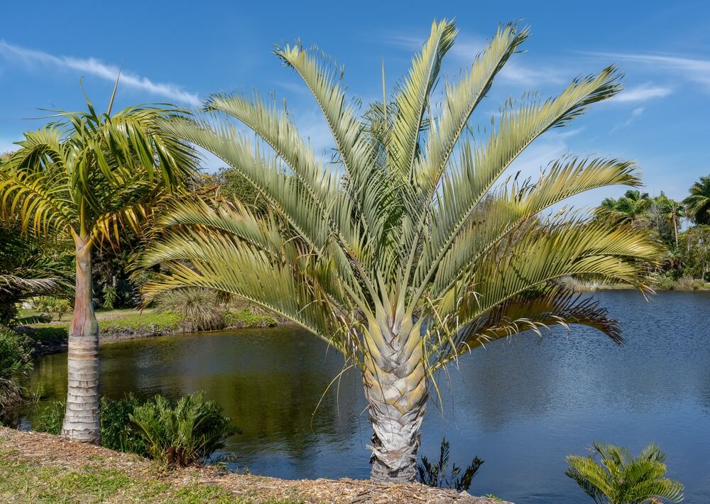 A Bismarck palm with silver-green fronds stands by a pond under a blue sky, accompanied by an Archontophoenix 'Bangalow Palm' and other tropical plants and trees in the background.