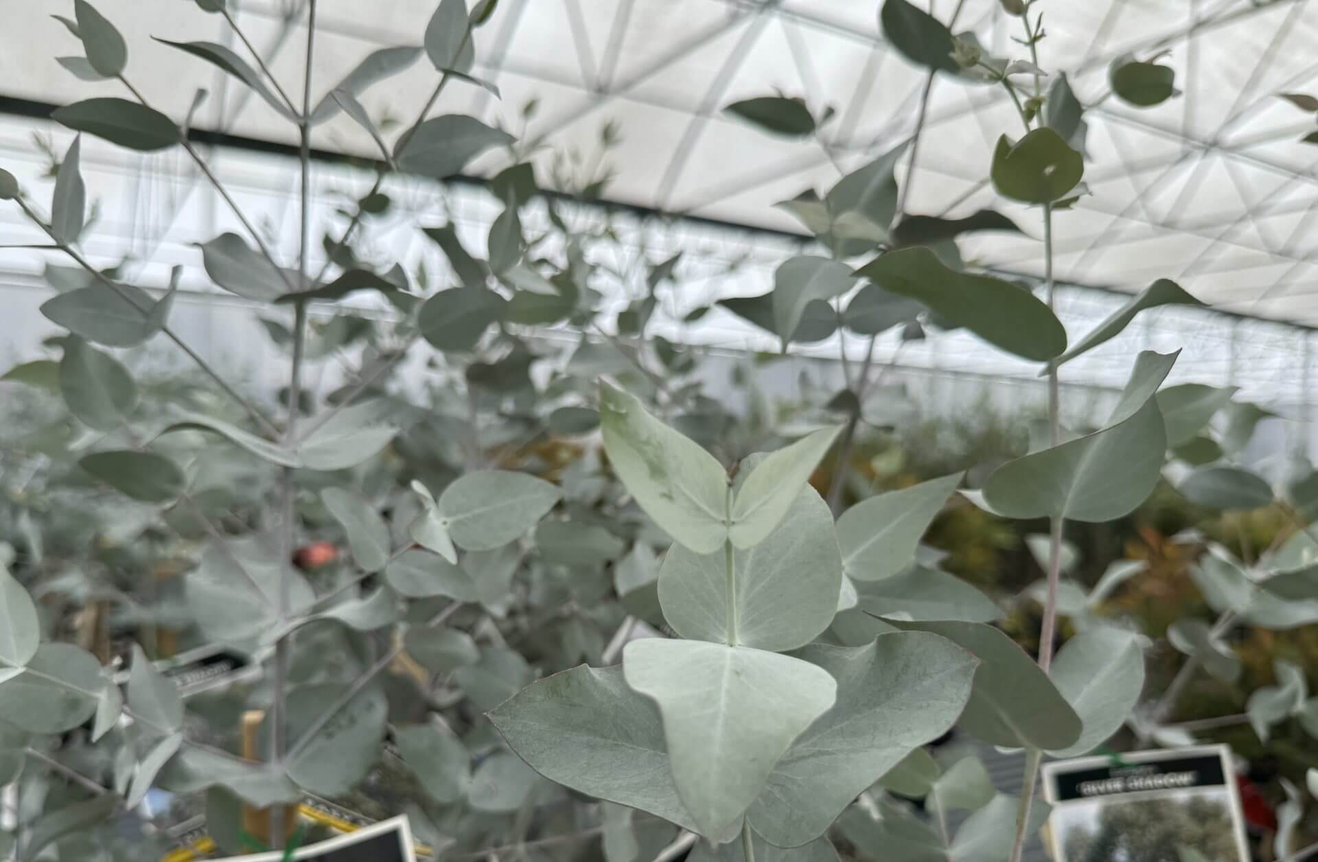 Close-up of eucalyptus plant with pale green leaves inside a glasshouse, with blurred background and plant labels visible at the bottom.