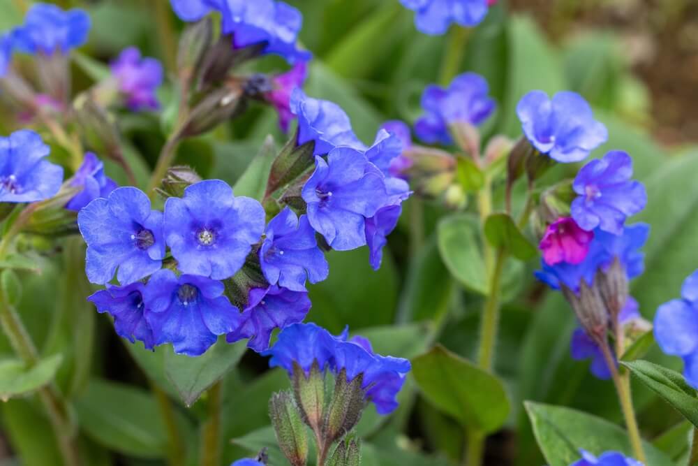Pulmonaria 'Electric Blue' 6” Pot