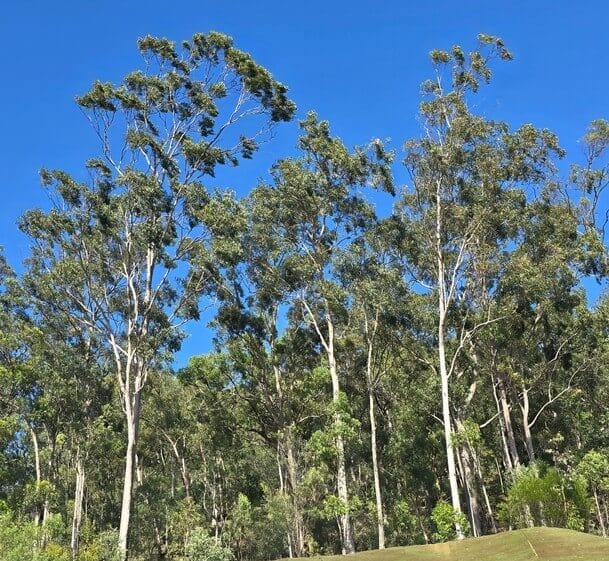 Tall eucalyptus trees with slender trunks and green foliage stand against a clear blue sky.