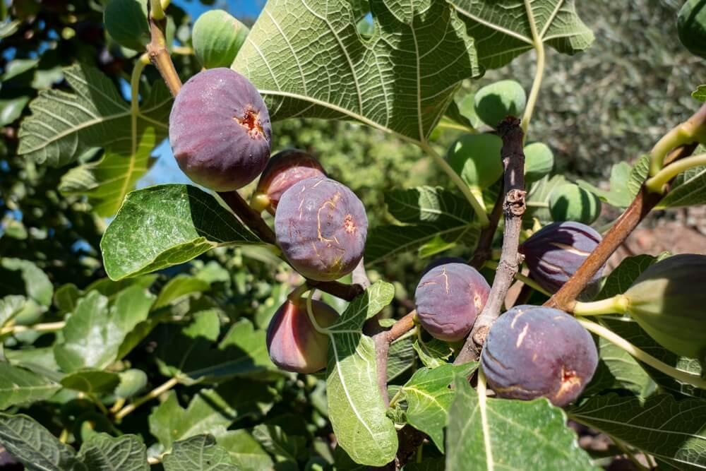 A close-up of ripe Ficus 'Black Tuscan' Fig Tree figs in a 10" pot, growing among green leaves in bright sunlight.
