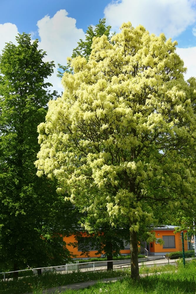 Fraxinus 'Sparticus™' White Ash 10" Pot