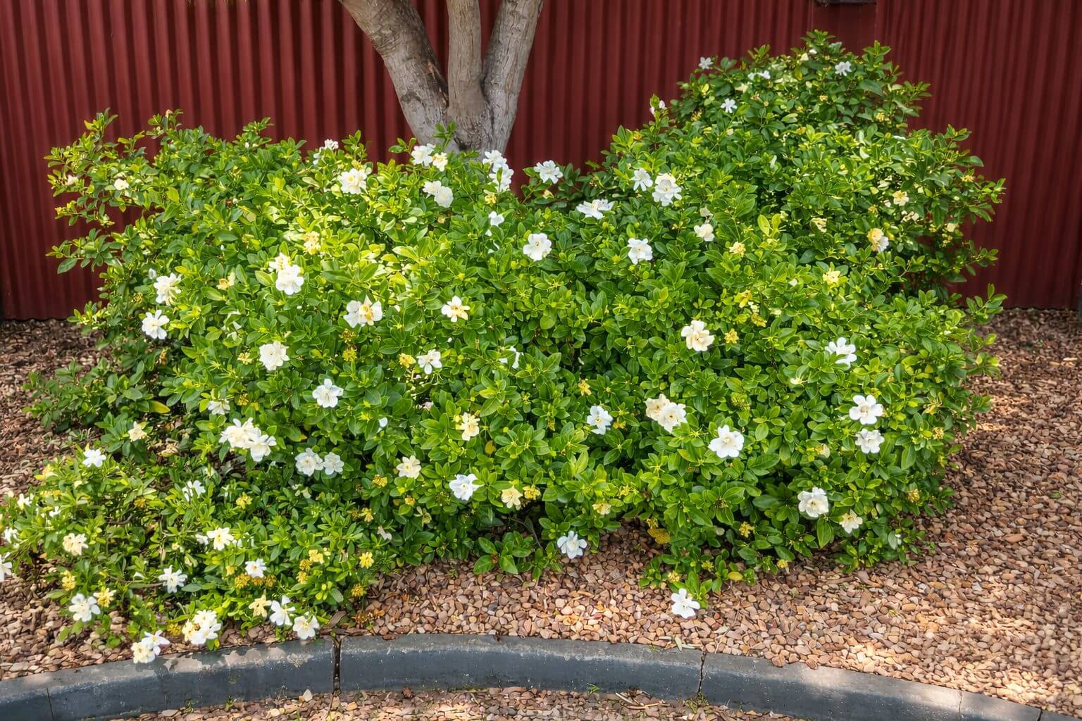 Gardenia 'Magnifica' 6" Pot (Bulk Buy of 12)