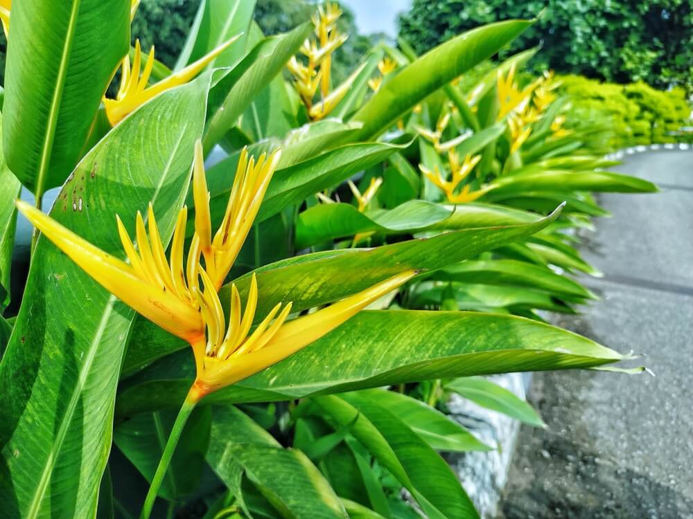 A row of Heliconia 'Golden Torch' 8" Pots, featuring vibrant yellow blooms and lush green leaves, lines the edge of a curved path in the outdoor garden.