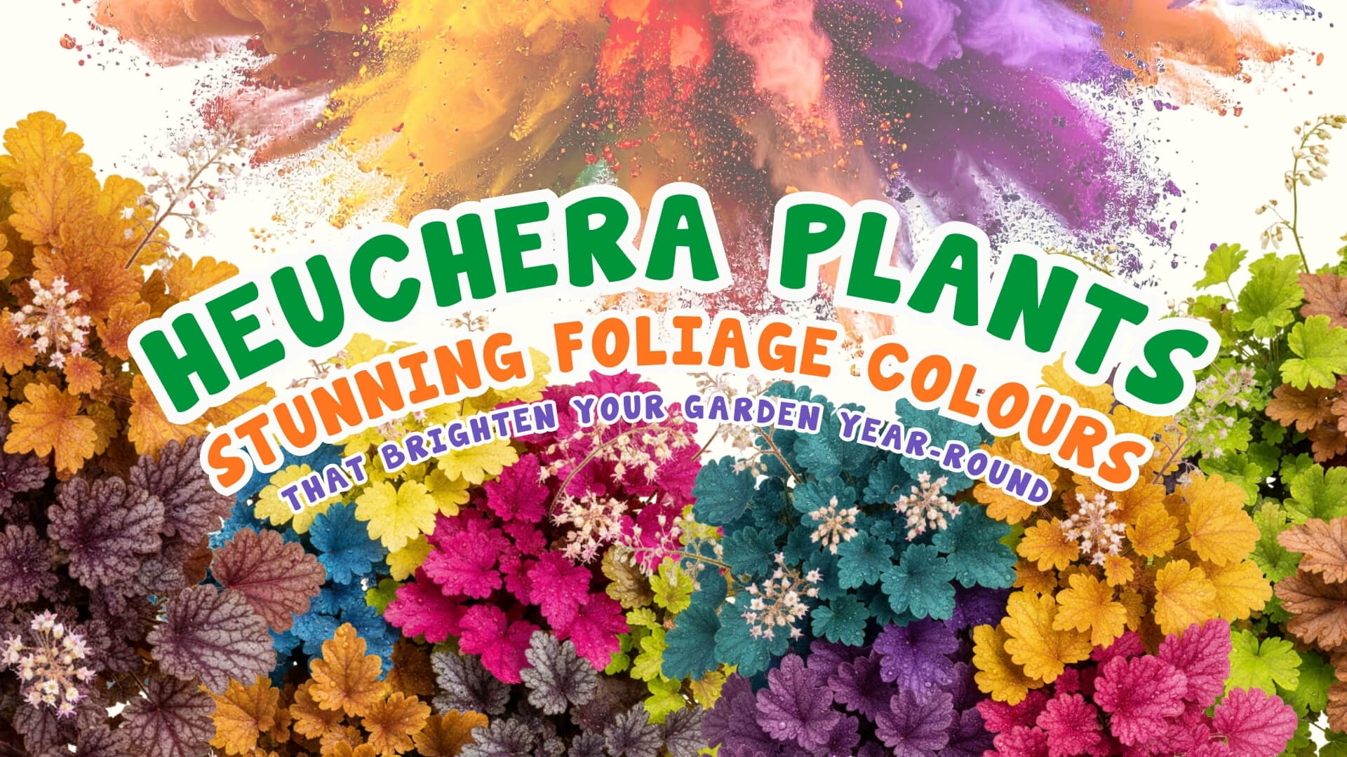 Heuchera Plants: Stunning Foliage Colours That Brighten Your Garden Year-Round