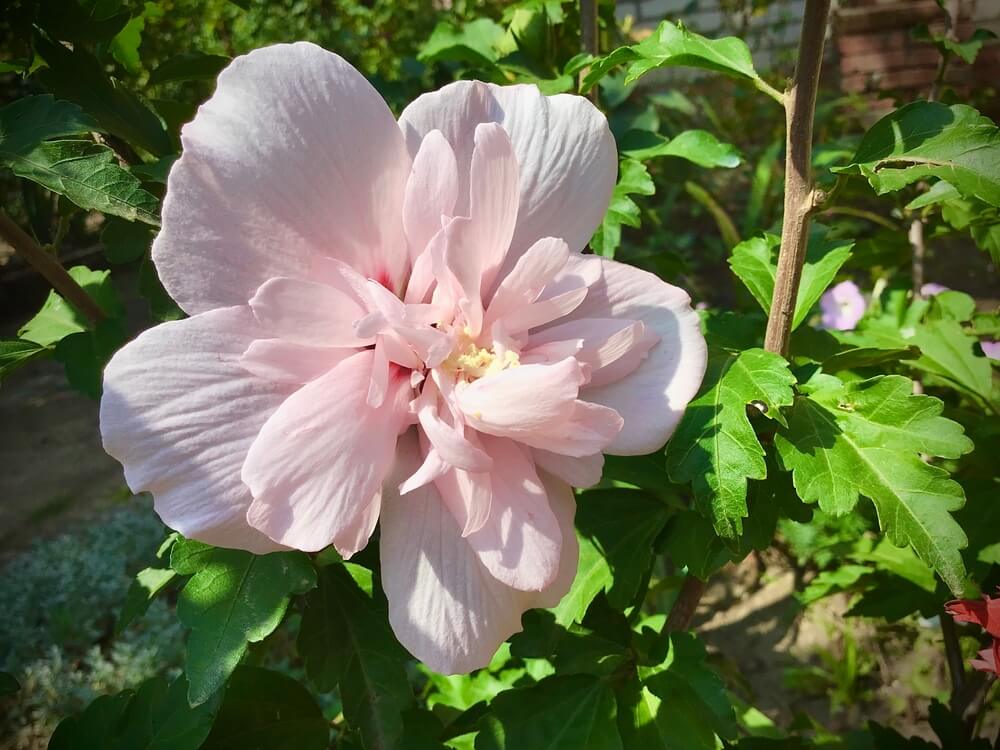 A light pink hibiscus blooms among green leaves beside a Lagerstroemia 'Tuscarora' Crepe Myrtle 16" Pot (Bush Form), photographed outdoors in natural sunlight.