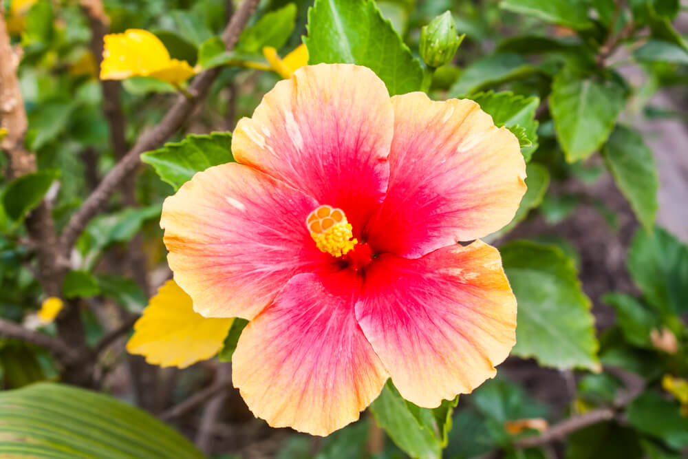 A close-up of a hibiscus flower with yellow and pink petals and a prominent yellow stamen, surrounded by green leaves.