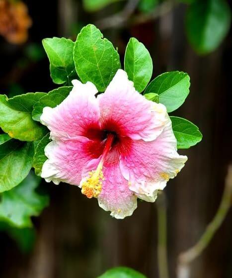 A close-up of a pink and white hibiscus flower with green leaves in the background.