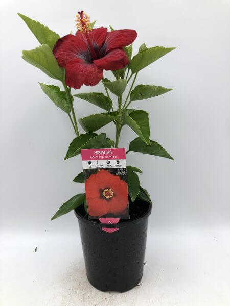 A Hibiscus Rio Clara 'Ruby Red' in a 15cm pot features lush green leaves and a single large ruby red flower, with a label displaying the vibrant bloom.
