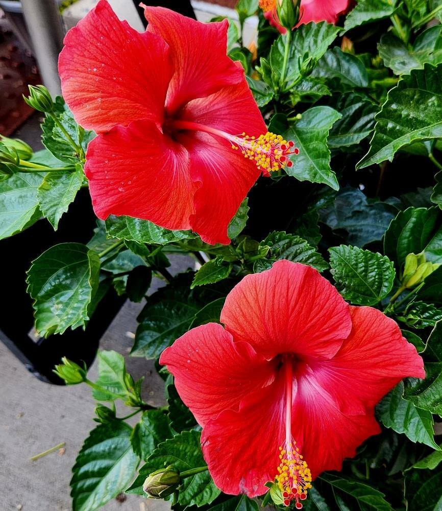 Two vibrant red hibiscus flowers with yellow-tipped stamens bloom among green leaves.