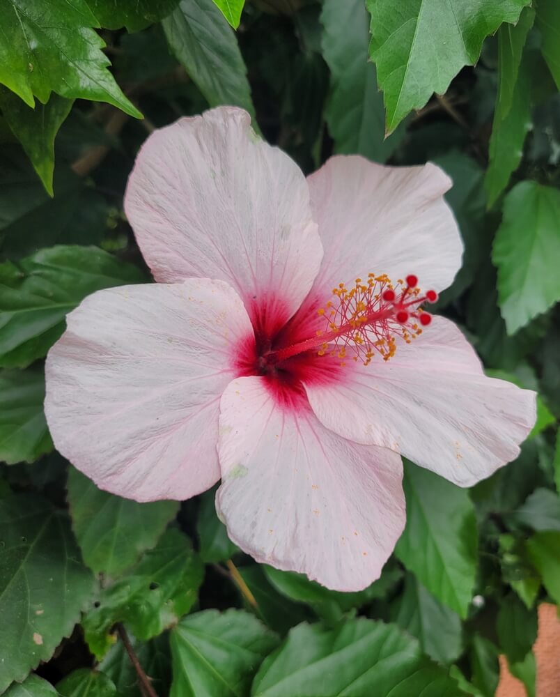 The Hibiscus 'Double Pale Pink' in an 8" pot features a single double pale pink bloom with a red centre, yellow-tipped stamens, and lush green leaves.