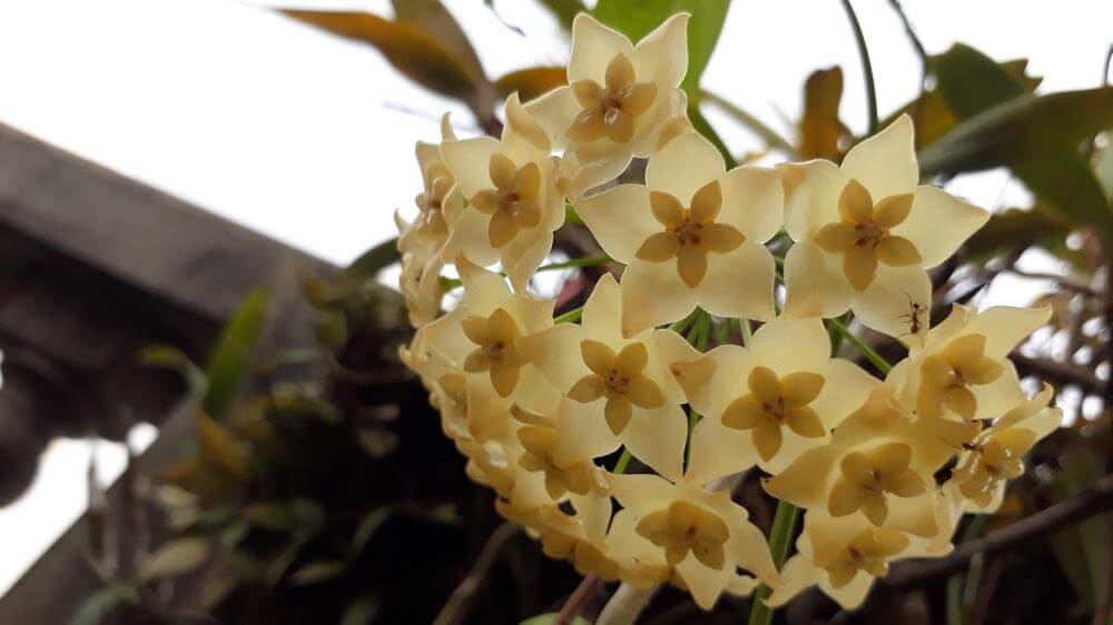 Close-up of a cluster of pale yellow star-shaped Hoya 'Merrillii' flowers with green leaves, displayed in a 5" hanging basket.
