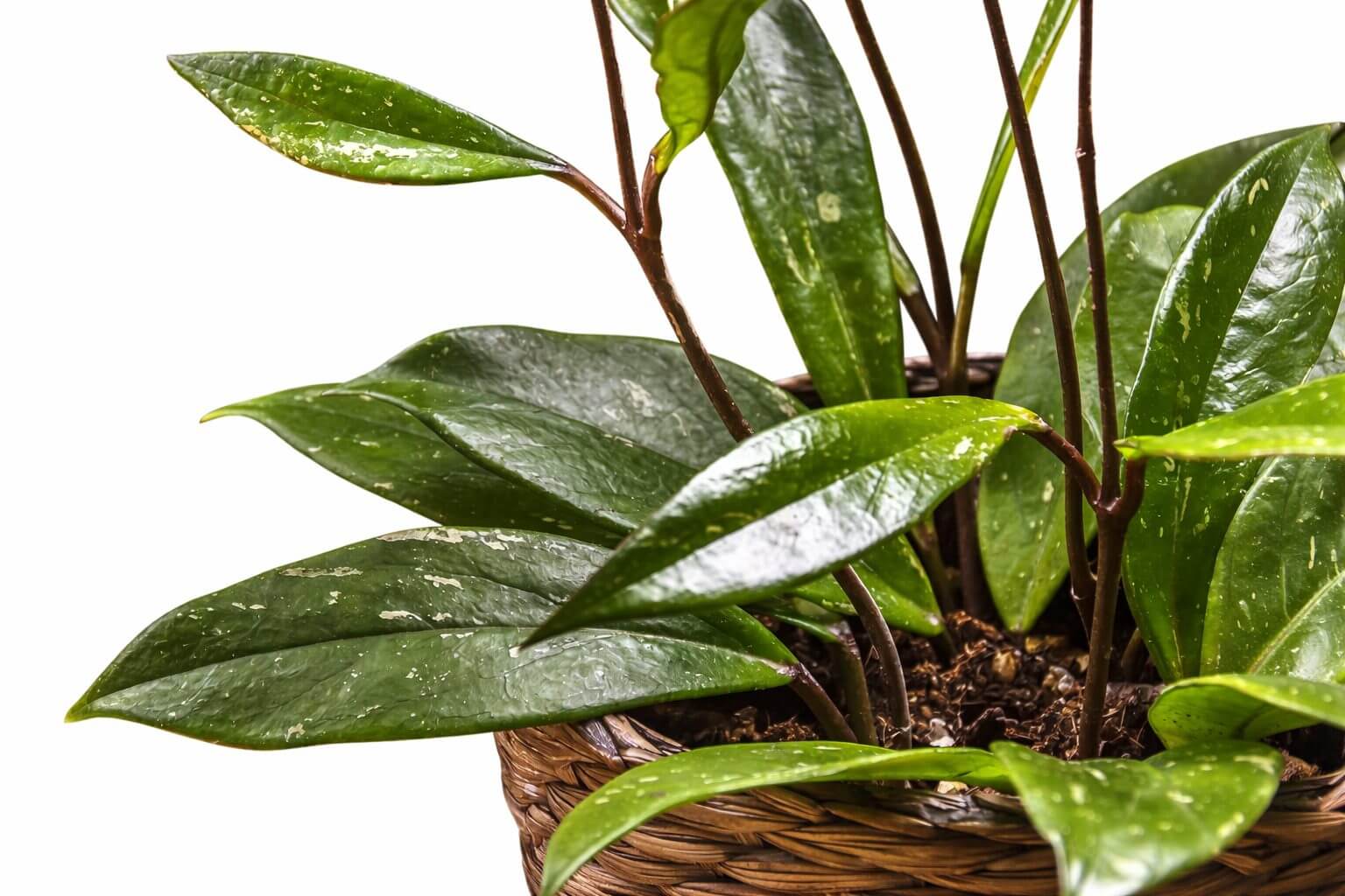 Close-up of a Hoya pubicalyx in a 13cm pot, featuring waxy green leaves. Displayed in a woven basket and isolated on a white background.
