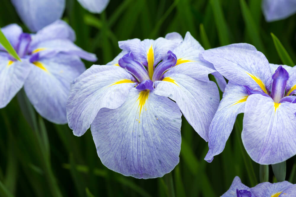 Iris ensata 'Ocean Mist' 8" Pot features light purple blooms with yellow centres and lush green foliage in the background.