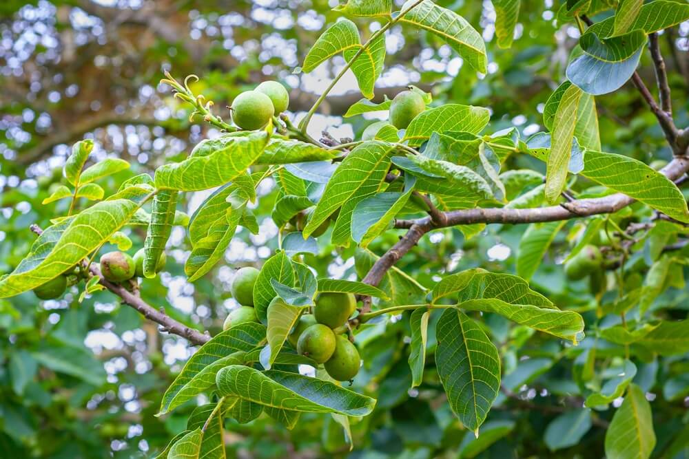 A walnut tree branch with clusters of unripe green walnuts and broad green leaves.