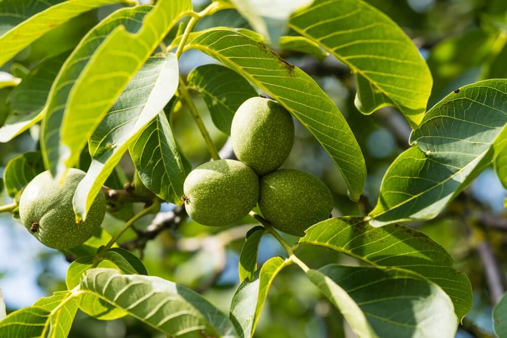 Close-up of three unripe walnuts growing on a tree, surrounded by green leaves in sunlight.