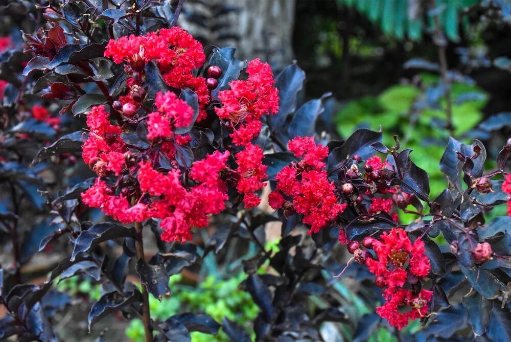 Clusters of vibrant blooms and dark purple leaves make the Lagerstroemia 'Shadow Magic™' Crepe Myrtle 12" Pot a striking addition to any lush garden.
