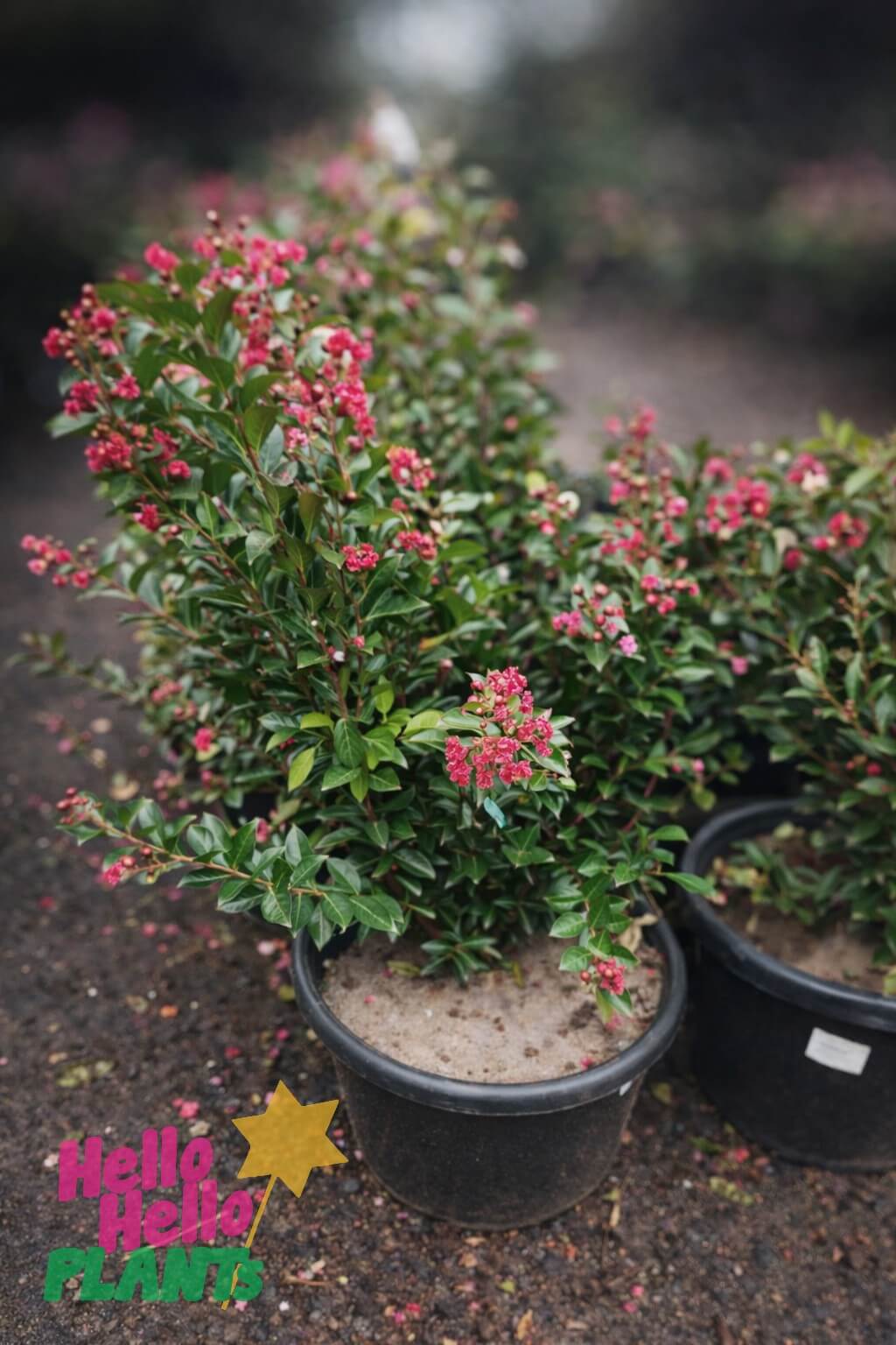 Two Lagerstroemia 'Tuscarora' Crepe Myrtle 16" Pot (Bush Form) shrubs with dark green leaves and pink flower clusters are placed on the ground; the “Hello Hello Plants” logo appears in the bottom left corner.