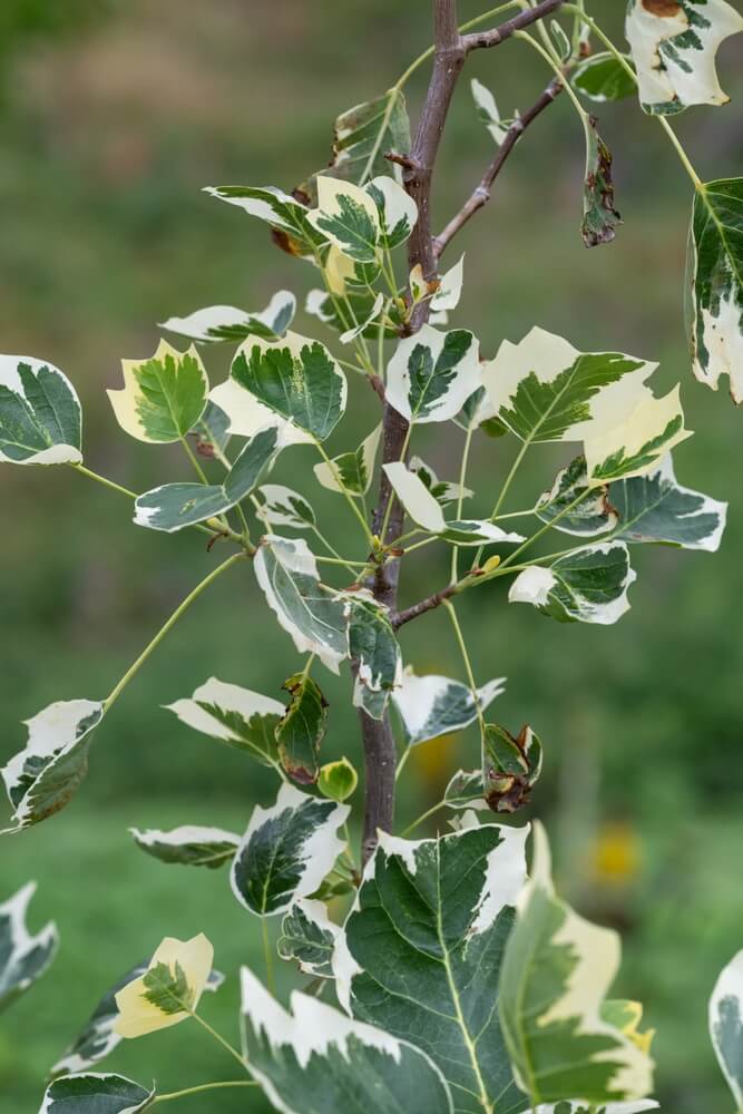 A branch of Liriodendron 'Tulip Tree' (Copy) with green and white variegated leaves stands out against a softly blurred natural background.