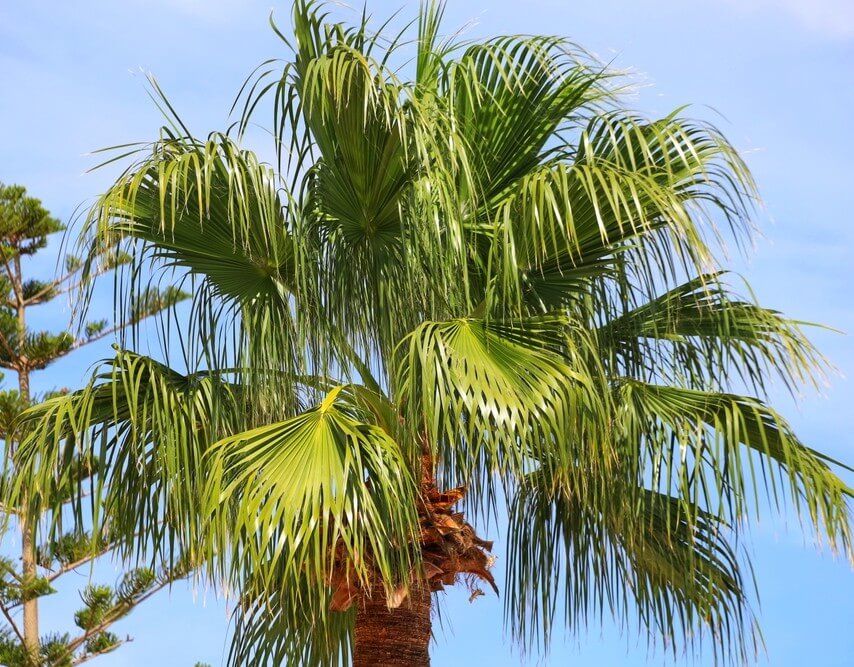 A close-up of a Livistona chinensis 'Chinese Fan Palm' in an 8" pot shows its green, fan-shaped leaves against a blue sky, with another tree visible in the background to the left.