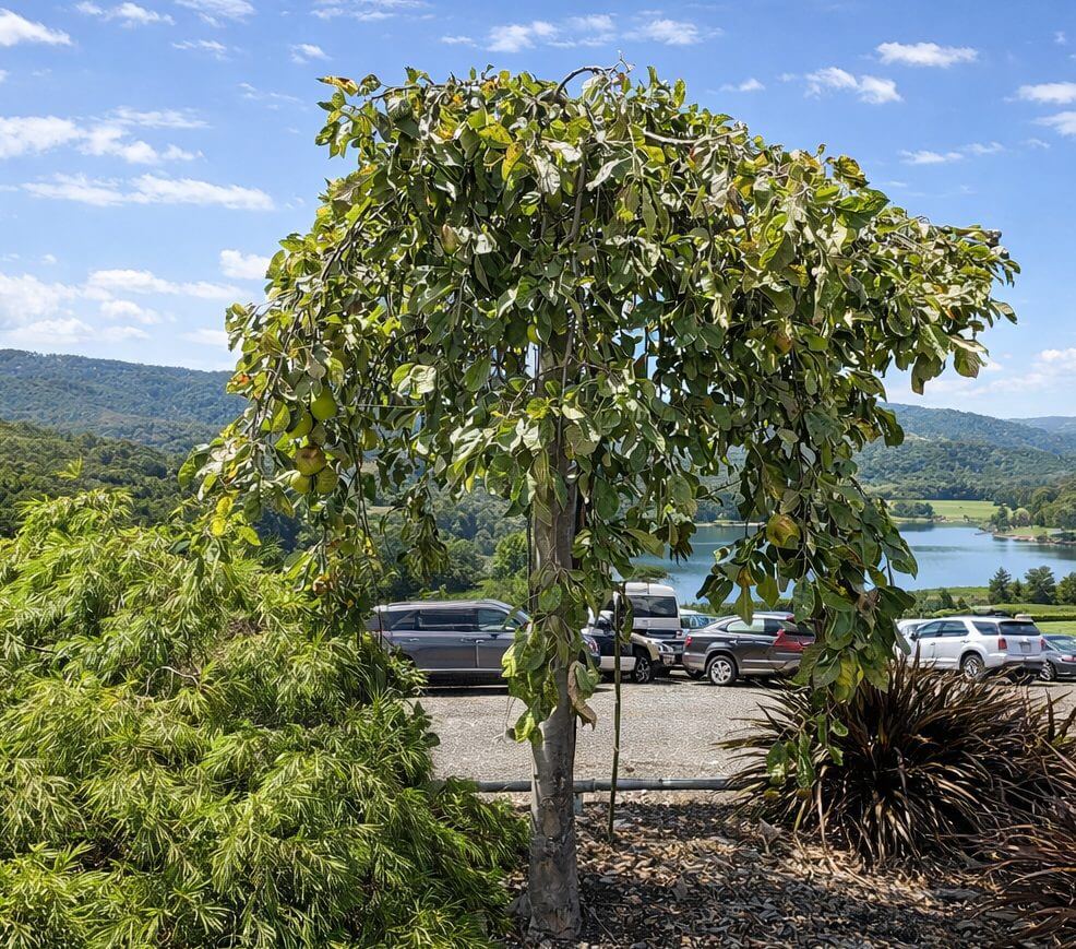 A small tree with drooping branches stands in front of parked cars, with a lake, hills, and scattered clouds in the background.