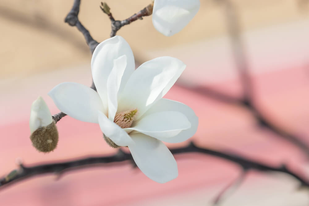 Close-up of Magnolia 'Phelan Bright' in bloom on a branch, set against a softly blurred pink and beige background. Suitable for planting in a 13" pot.