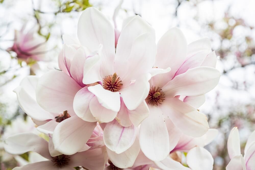 Close-up of pale pink magnolia flowers in bloom, with blurred green and white background.