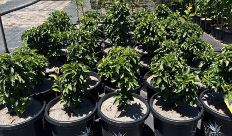 Rows of Malus 'Nishiki' Dwarf Crab Apple 12" Pot plants with lush green leaves are growing outdoors in 12-inch pots.