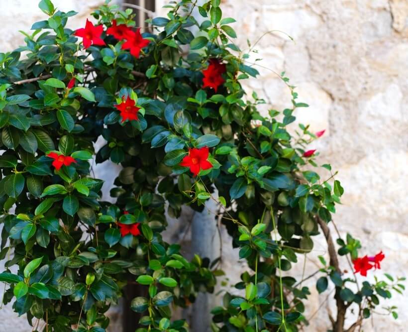Mandevilla 'Agathe Scarlet' 8" Pot
