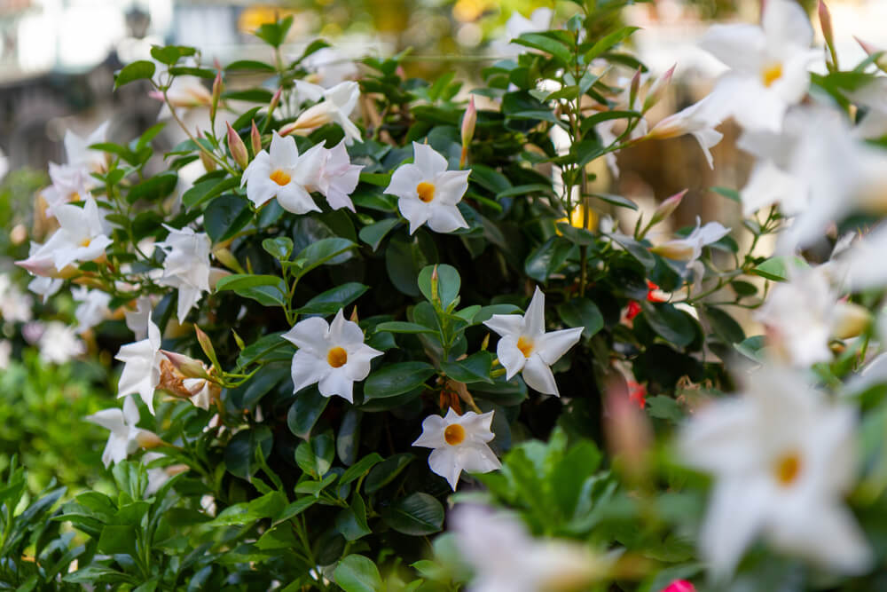 Mandevilla 'Agathe White' 8" Pot