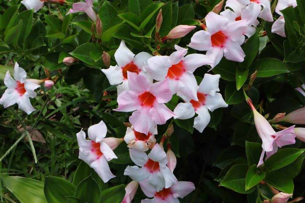 Mandevilla 'Jade Apple Blossom' 8" Pot