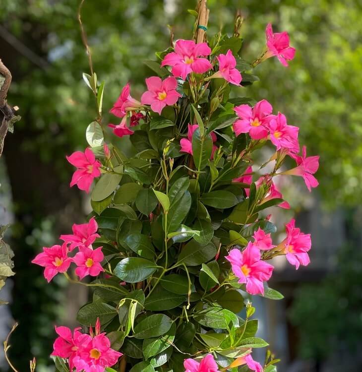 Mandevilla 'Jade Fuchsia' 8" Pot