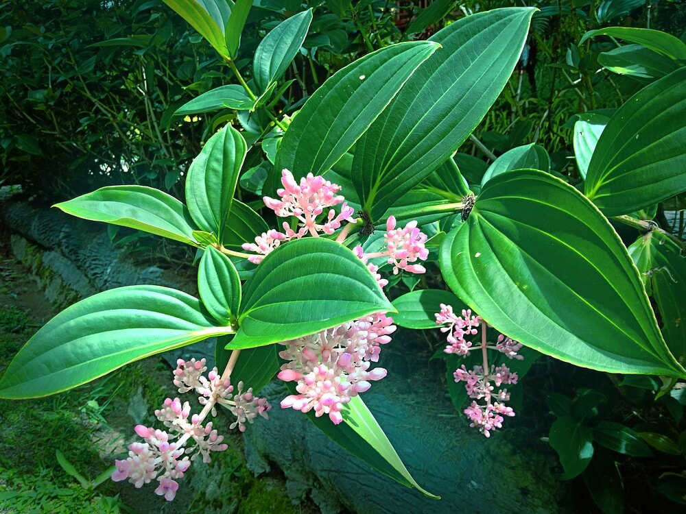 The Medinilla 'Malaysian Orchid' in an 8" pot features green leaves and clusters of small pink flowers, perfect for outdoor settings with stone borders and grassy backdrops.