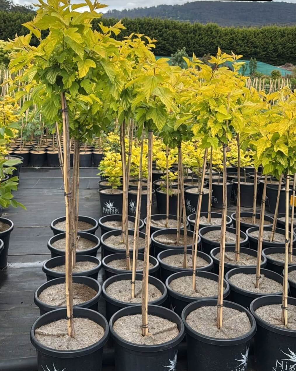 Rows of Physocarpus 'Angel's Gold' Ninebark (Standard) in 10" pots with yellow-green leaves, supported by bamboo canes, are arranged on black ground cover in an outdoor nursery.