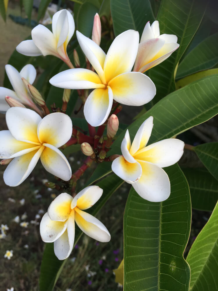 Plumeria 'Fragrant Cream' Frangipani 7" Pot