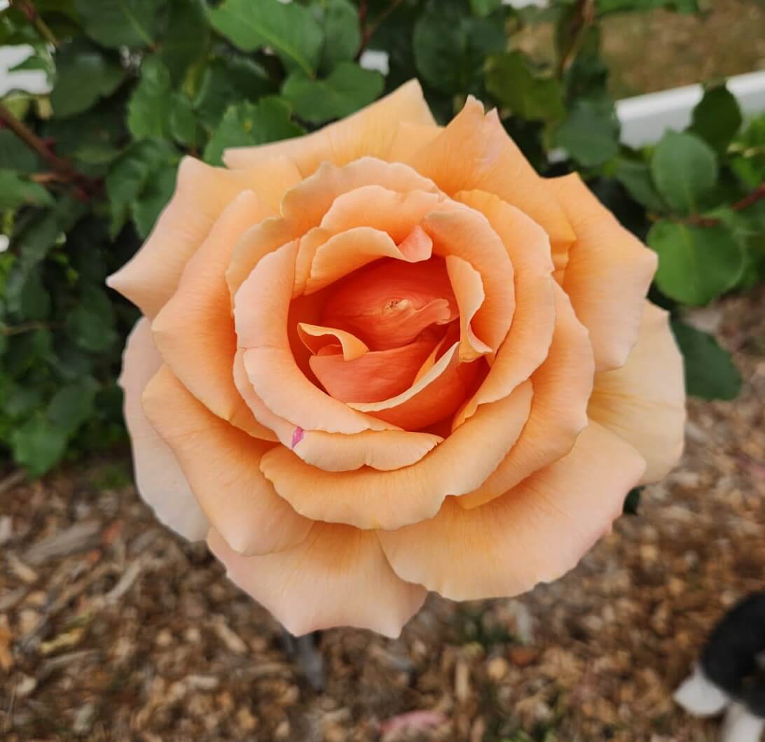 A close-up of a fully bloomed peach-coloured rose with green leaves and mulch visible in the background.