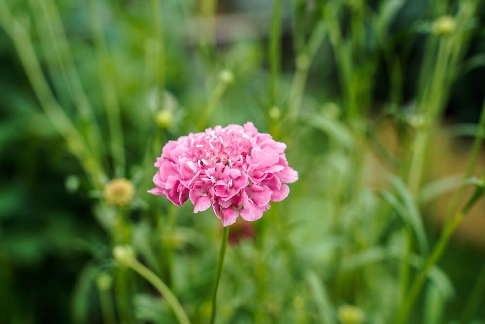 A close-up of a Scabiosa 'Candy Pink' Pincushion flower in bloom in a 6" pot, set against a softly blurred green backdrop of leaves and stems.