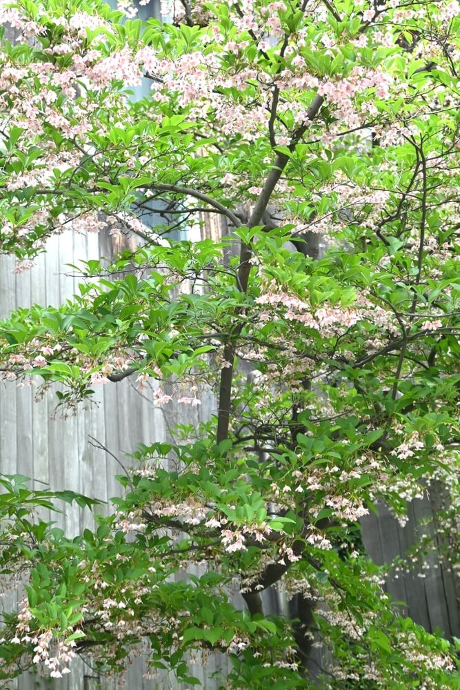 The Styrax 'Japanese Snowbell' in a 12" pot showcases delicate pink and white blossoms as it flowers, creating a beautiful display.