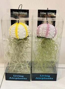 Two Tillandsias 'Air Plant' on Novelty Base Size E (Assorted), each with sea urchin-inspired bases and long green leaves, are displayed side by side in clear plastic packaging.
