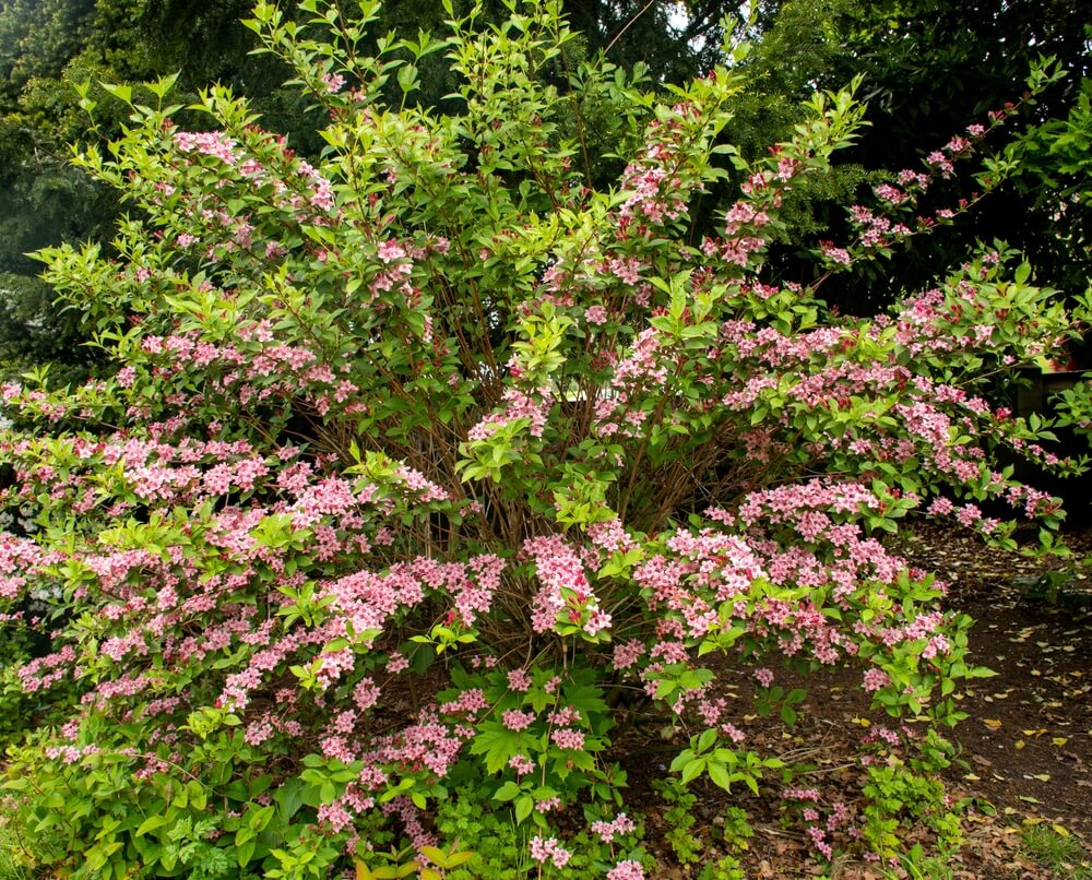 A large, leafy shrub with arching branches covered in clusters of small pink flowers growing in a garden.
