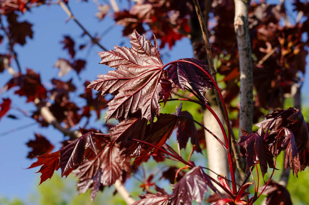 Close-up of Acer 'Crimson Sunset®' Maple 45L leaves on a tree branch, with sunlight highlighting their rich textures against a clear blue sky.