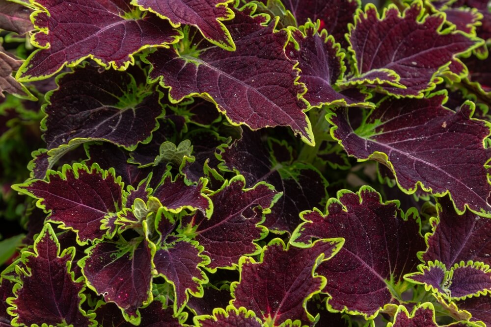 Close-up of Coleus 'Le Freak' 8" Pot leaves featuring deep burgundy centres, bright green edges, distinct veins, and serrated margins.