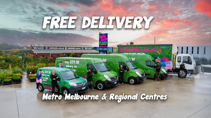 Four Hello Hello Plants delivery vans and a lorry are parked outside the plant nursery, with staff posing beside them. Text reads: "Free Delivery Metro Melbourne & Regional Centres.