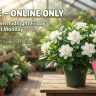 A potted Free Gardenia ‘Florida’ sits on a table in a glasshouse. Text announces an online-only sale, now ended, for a free plant with a £100 purchase.