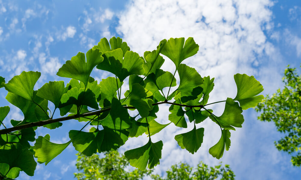 A branch of Ginkgo mariken 'Dwarf Maidenhair' (Copy) displays green fan-shaped leaves against a blue sky dotted with white clouds.