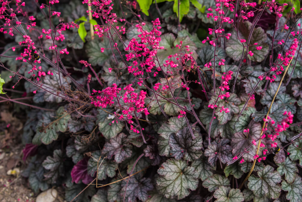 Pink flowers bloom on tall stems above dark, veined leaves of a Heuchera plant in a garden setting.