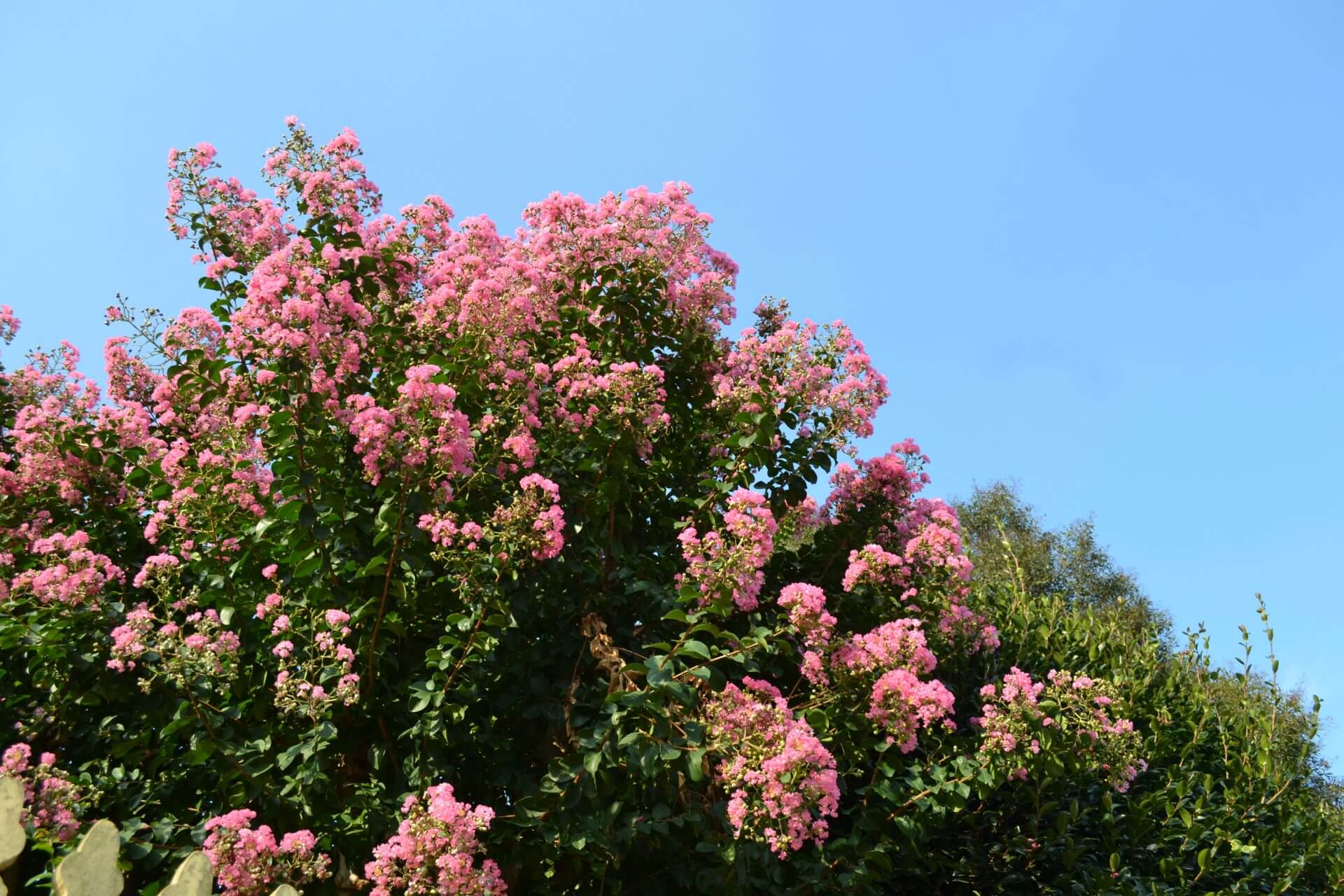 A tree with pink flowers.